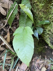 Tectaria polymorpha