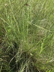 Poa labillardierei