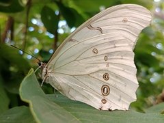 Morpho polyphemus polyphemus