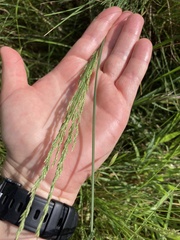Poa labillardierei