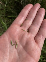 Poa labillardierei