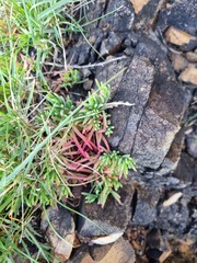 Enchylaena tomentosa