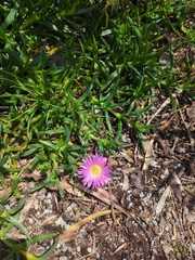 Carpobrotus modestus