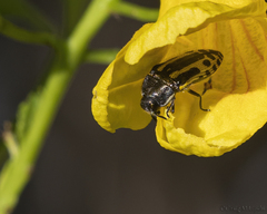 Acmaeodera scalaris