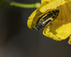 Acmaeodera scalaris