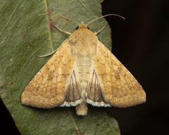 Helicoverpa punctigera
