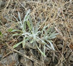 Pseudognaphalium thermale