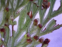 Hymenophyllum demissum