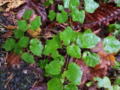 Vancouveria hexandra