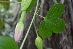 Passiflora tarminiana
