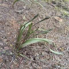 Thelymitra longifolia