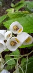 Jovellana punctata