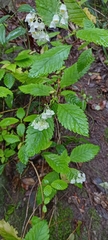 Jovellana punctata