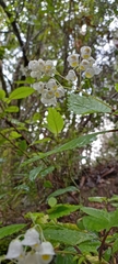 Jovellana punctata