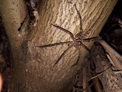 Heteropoda conwayensis