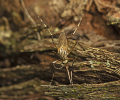 Aedes vittiger