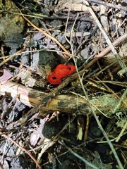 Leratiomyces erythrocephalus