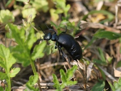 Meloe corvinus