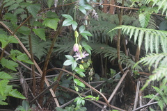 Passiflora tarminiana