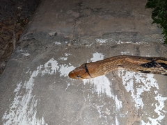 Coelognathus radiatus