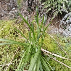 Thelymitra longifolia