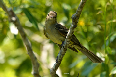 Elaenia sordida