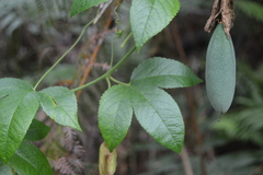 Passiflora tarminiana