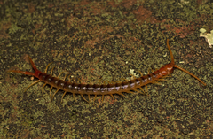 Ethmostigmus rubripes