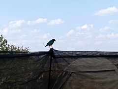 Lamprotornis superbus