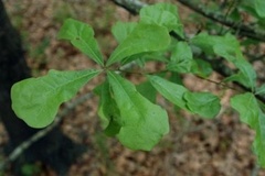 Quercus nigra