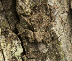 Stephanopis altifrons