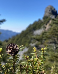 Tsuga chinensis