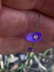 Comesperma
