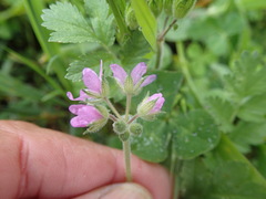 Erodium botrys