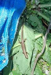 Lampropholis delicata