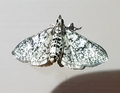 Palpita freemanalis