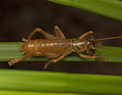 Gryllacrididae