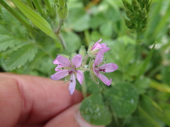 Erodium botrys