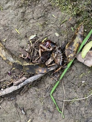 Hemideina crassidens