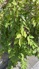 Callicarpa dichotoma