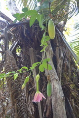 Passiflora tarminiana