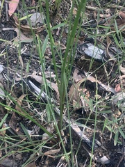 Comesperma