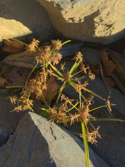 Cyperus esculentus