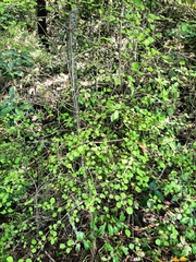 Coprosma rotundifolia