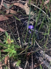 Comesperma