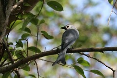 Dicrurus leucophaeus