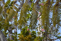 Passiflora tarminiana