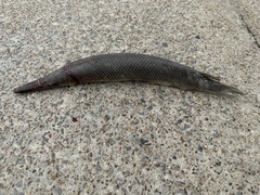 Lepisosteus oculatus