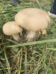Macrocybe titans