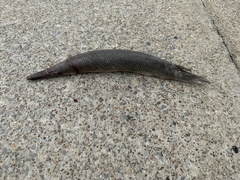 Lepisosteus oculatus